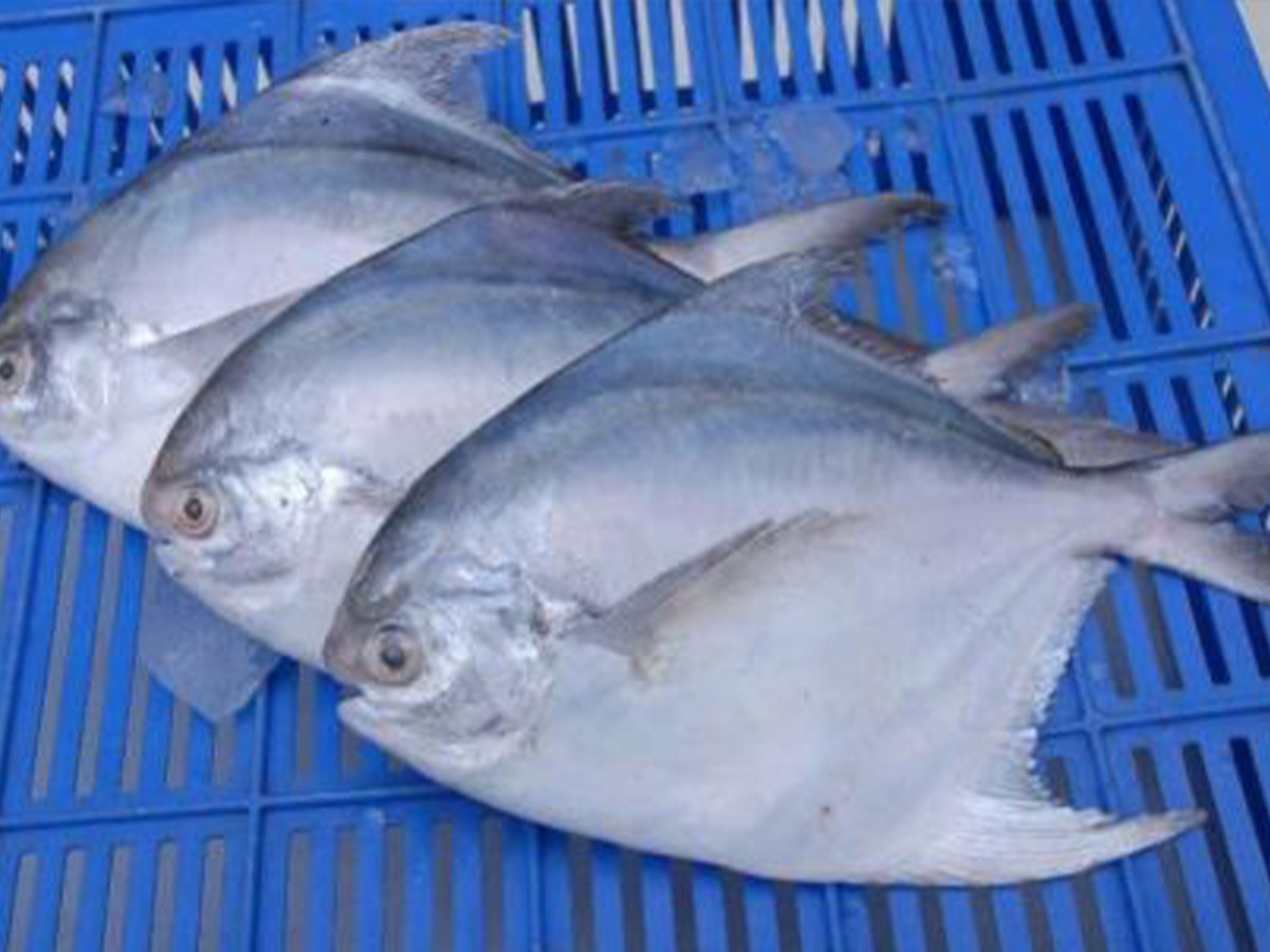 Silver Pomfret